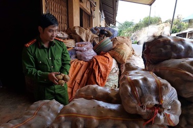 Phát hiện thêm 1 vụ “chế biến” khoai tây Trung Quốc thành hàng Đà Lạt