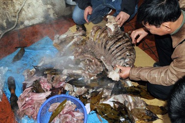 Hà Nội: Bắt quả tang nhà hàng nấu cao hổ trái phép