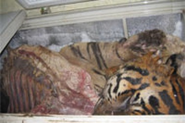 Hổ nấu cao được mua từ Myanmar về?