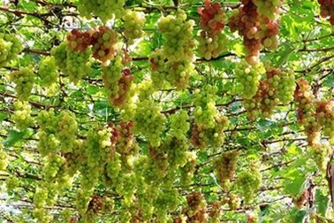 Mãn nhãn với “thiên đường” nho Ninh Thuận