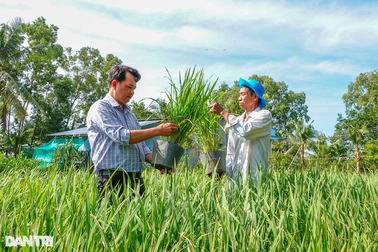Lão nông Hậu Giang trồng 10.000 chậu lúa cho triển lãm Con đường lúa gạo