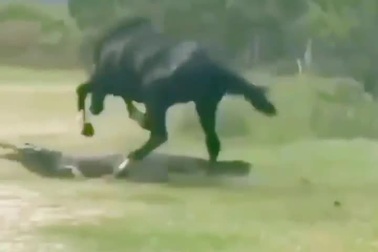 Ngựa nhận "kết đắng" khi hung hãn tấn công cá sấu