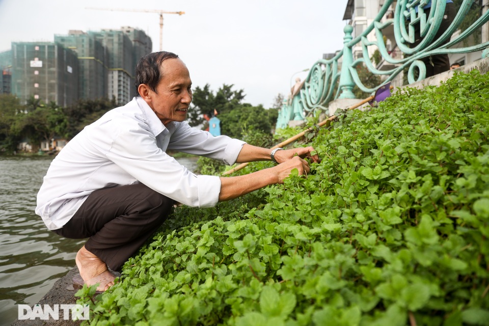Ám ảnh rau bẩn, người Hà Nội rủ nhau trồng rau hốc đá quanh hồ Tây - 1 Ám ảnh rau bẩn, người Hà Nội rủ nhau trồng rau hốc đá quanh hồ Tây - 1