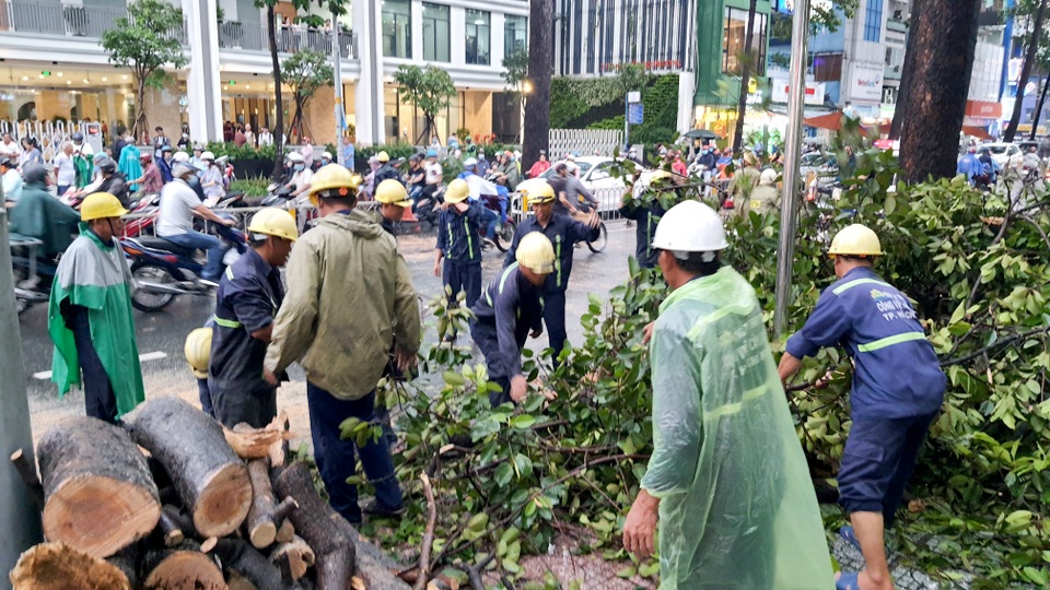 Cây cổ thụ cao hàng chục mét đổ đè người đàn ông trên phố Sài Gòn - 7 Cây cổ thụ cao hàng chục mét đổ đè người đàn ông trên phố Sài Gòn - 7