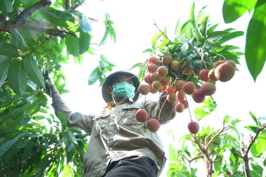 Vải Bắc Giang không được mùa, vừa mất giá và khó tiêu thụ do dịch bệnh