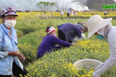 Nghĩa Trai trong mùa hoa cúc chi cuối cùng