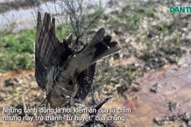 Phá "thiên la địa võng", bảo về đàn chim trời