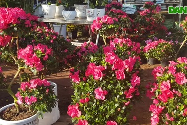 Ngàn hoa khoe sắc đón Xuân