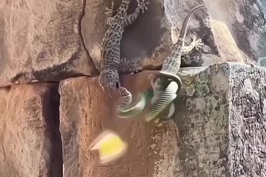 Thằn lằn giải cứu đồng loại đang bị rắn tấn công