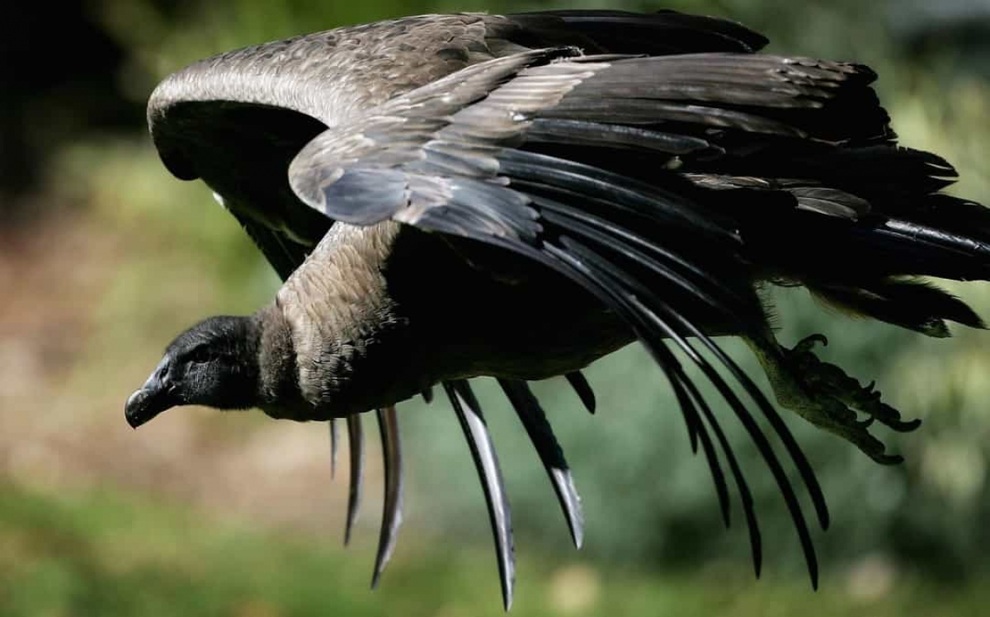 Những loài động vật sống thọ nhất trên thế giới - 12