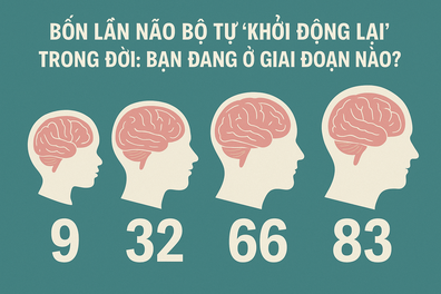 4 lần não bộ tự khởi động lại trong đời: Bạn đang ở giai đoạn nào?