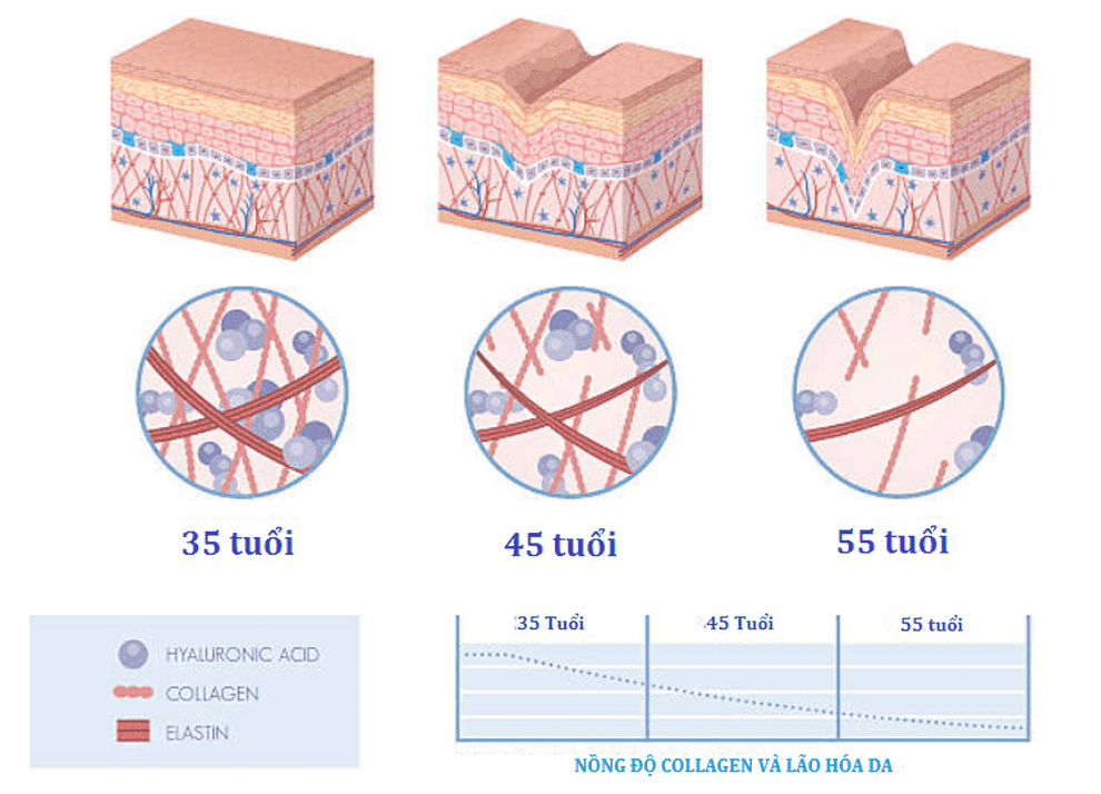 ELASTEN Việt Nam - Collagen chính thức ra mắt thị trường Việt Nam - 1 ELASTEN Việt Nam - Collagen chính thức ra mắt thị trường Việt Nam - 1