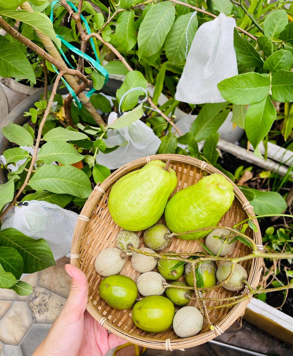 Vợ chồng tại TPHCM biến nóc nhà thành siêu thị nông sản ngập rau trái - 4