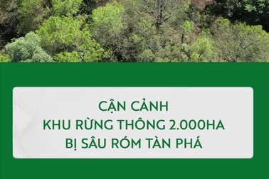 Cận cảnh khu rừng thông 2.000ha bị sâu róm tàn phá