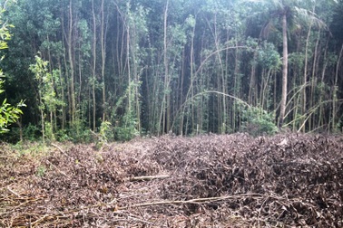 Mạnh tay “dẹp loạn” trồng keo trên đất nông nghiệp tại Bình Định!