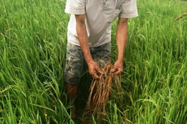 Nông dân khốn đốn "chiến đấu" với... chuột đồng