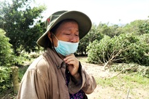 Nông dân “khóc ròng” nhìn vườn cây ăn quả tan hoang sau bão số 9