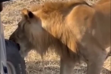 Sư tử tò mò cắn lốp chiếc xe chở khách tham quan