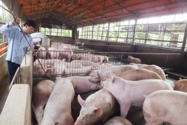 Cần cấm dần từng nhóm kháng sinh trong chăn nuôi