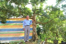 Vườn nguyệt quế cả nghìn cây "giá nào cũng không bán" của lão nông miền Tây