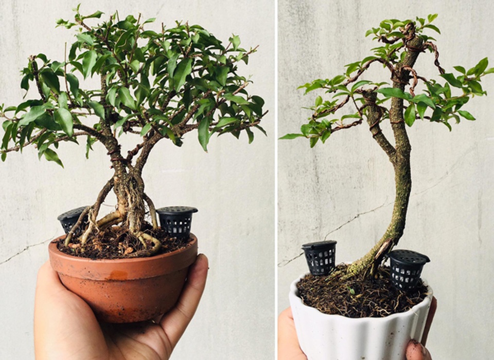 Cây “tí hon” nằm gọn lỏn trong bàn tay, khách chịu chơi chi cả chục triệu mua về ngắm - 4