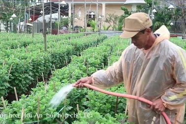 Người dân làng hoa Hội An thấp thỏm chờ Tết