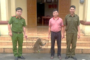 Khỉ mốc quý hiếm đi lạc vào nhà dân