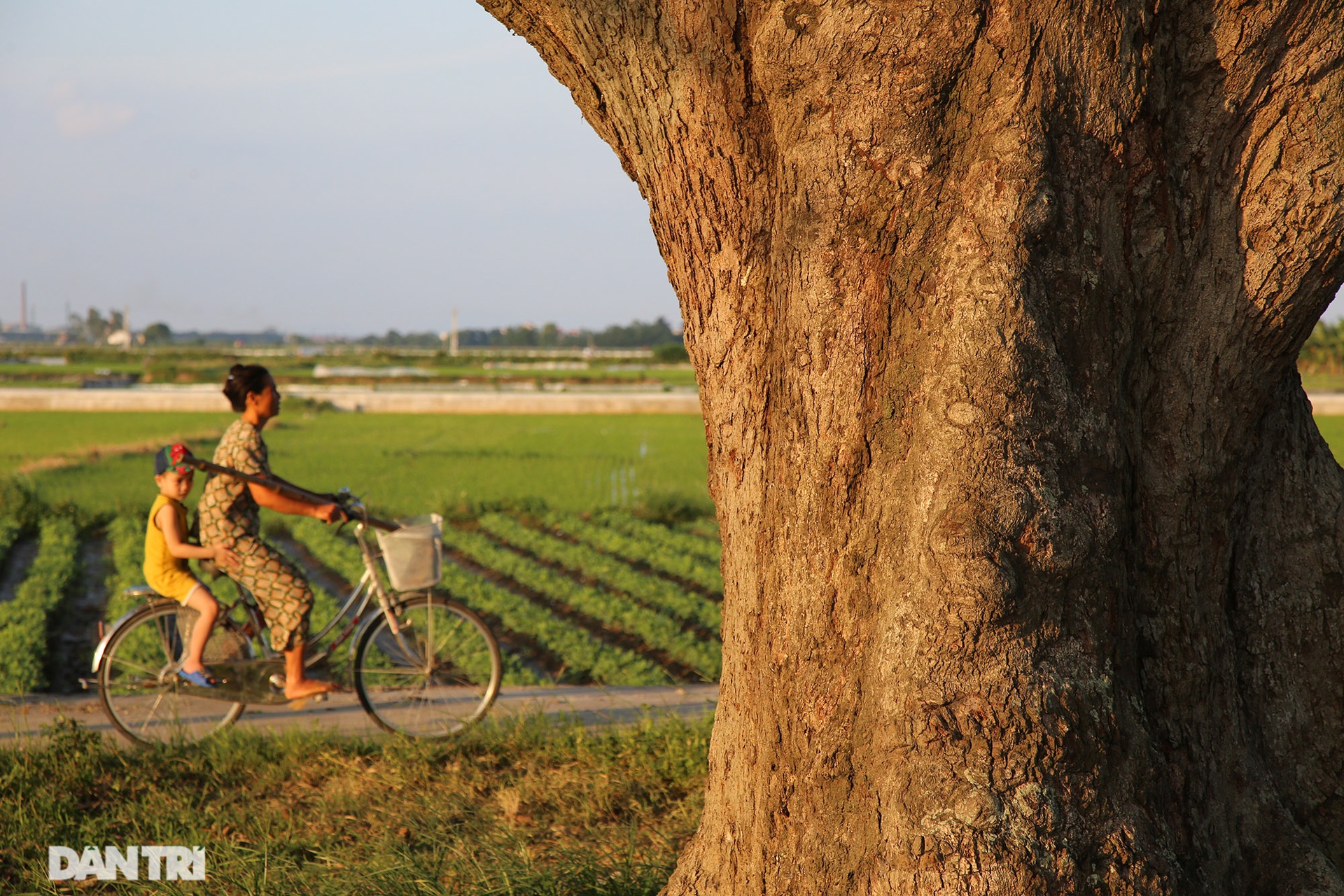 Cây muỗm 600 năm tuổi có nguy cơ chết khô vì bị quây bê tông quanh gốc - 5