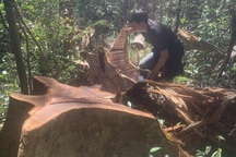 Tỉnh Gia Lai chỉ đạo "nóng" vụ la liệt cây đại thụ bị đốn hạ giữa rừng xanh