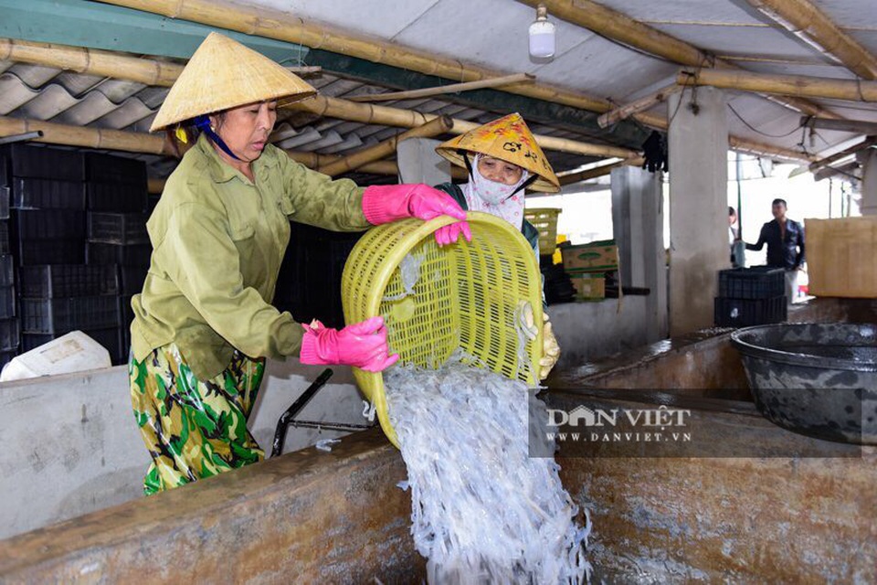 Vào mùa sứa biển, ngư dân Thanh Hóa có tiền triệu nhờ lộc trời - 10 Vào mùa sứa biển, ngư dân Thanh Hóa có tiền triệu nhờ lộc trời - 10