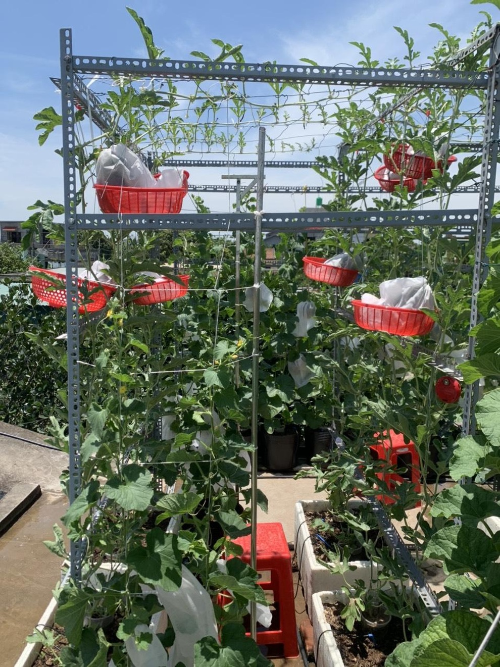 Vườn dưa nằm võng trăm gốc, gia chủ hái mỏi tay hơn 3 tạ/mùa - 7