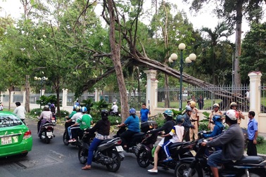 Cây cổ thụ bật gốc, ngã đè lên tường rào Hội trường Thống Nhất