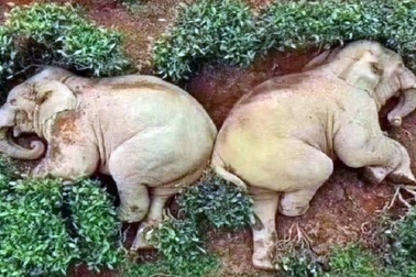 Voi lẻn vào làng uống trộm rượu rồi say xỉn ngủ giữa vườn chè