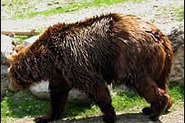 Đức, Italia xung đột vì một con gấu