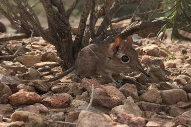 Chuột chù voi cực hiếm bất ngờ xuất hiện trở lại sau nửa thế kỷ biến mất