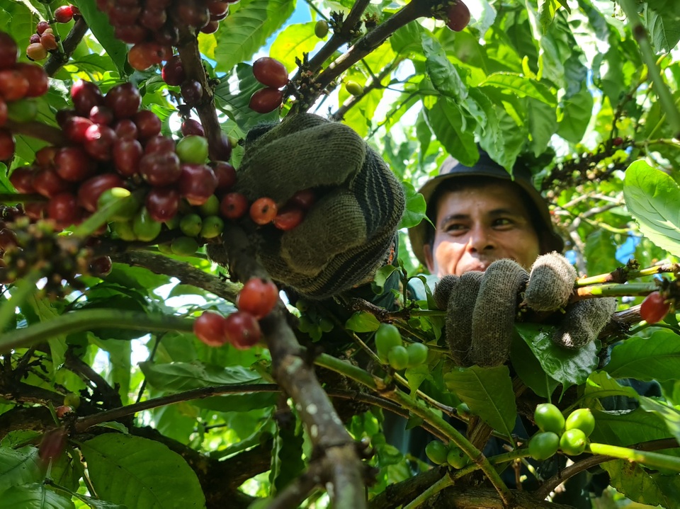 Vất vả mưu sinh bằng nghề hái cà phê thuê ở Tây Nguyên - 2