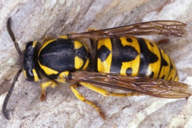 Tổ ong vò vẽ trong thùng bia, cả bàn nhậu chạy trối chết