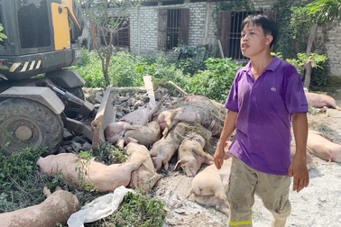 “Cơn bão” dịch tả lợn hoành hành, dân lo thiếu thịt lợn ăn Tết