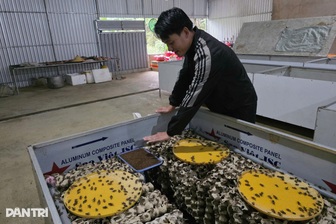 Bỏ phố cảng về bản khởi nghiệp, người đàn ông trở thành triệu phú