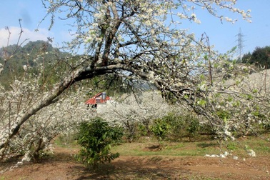 Trắng rừng hoa mận Tây Bắc, hút khách du xuân