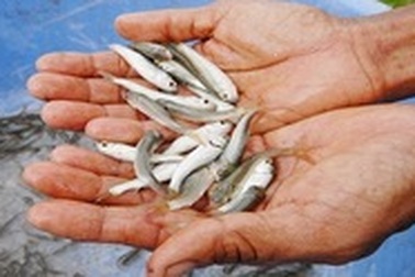 Mùa nước nổi - Mùa cá linh về tại ĐBSCL