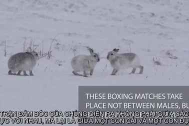 Xem thỏ rừng cái “hành hung” kẻ theo đuổi mình