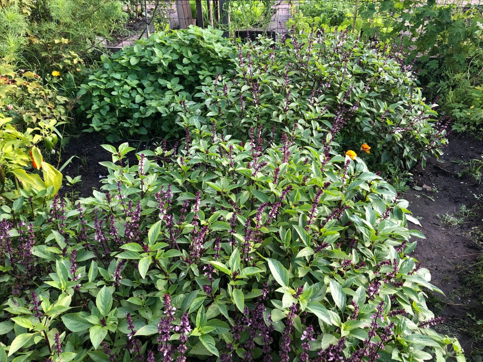 Sửng sốt khu vườn 100m2 tràn ngập hoa trái của mẹ Việt ở Hà Lan - 10