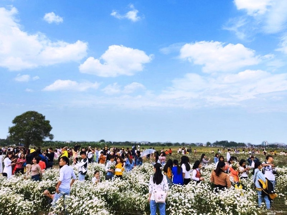 Bạn trẻ đổ xô đến vườn cúc họa mi “độc nhất” Nam Định chụp ảnh - 1