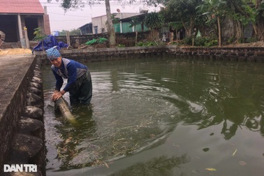 Làng cá chép đỏ ảm đạm trong ngày tiễn Táo quân