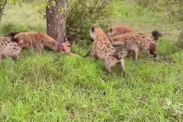 Sư tử con trong vòng vây của đàn linh cẩu được mẹ giải cứu kịp thời