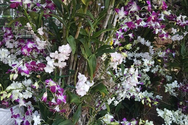 Hoa lan, đồ gỗ mỹ nghệ giá chục triệu "hút khách" phố Núi