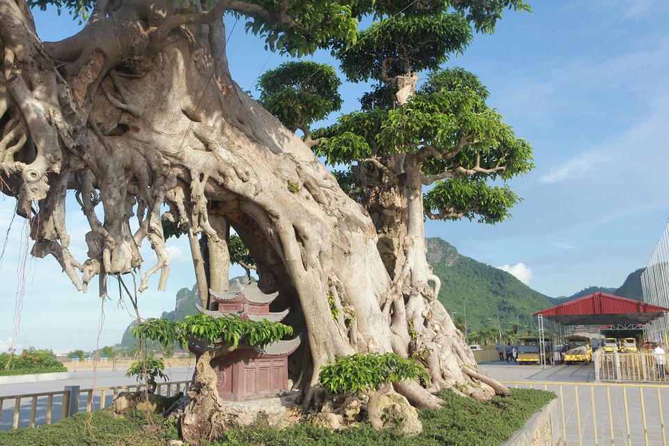 Cây sanh khủng khiến ông chủ thầu xây ngôi chùa lớn nhất thế giới mê mẩn - 4 Cây sanh khủng khiến ông chủ thầu xây ngôi chùa lớn nhất thế giới mê mẩn - 4