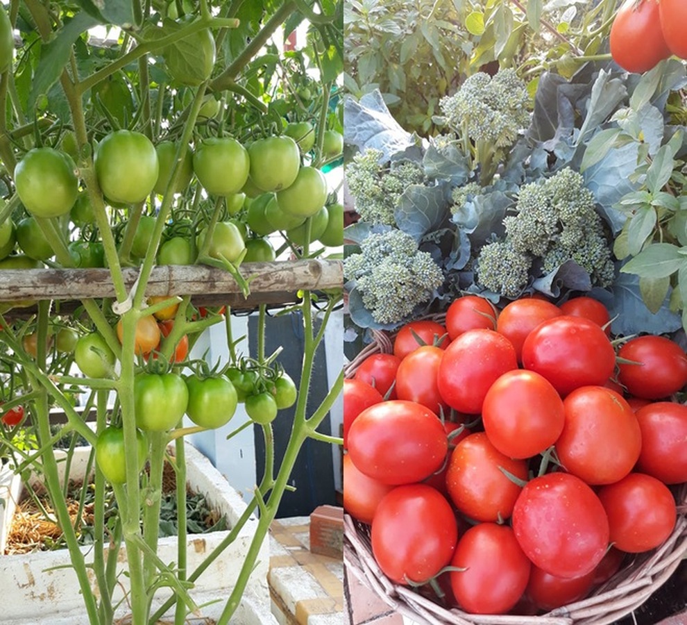 Khu vườn trên cao xanh tốt, vui tuổi già của những người phụ nữ Việt U70 - 6 Khu vườn trên cao xanh tốt, vui tuổi già của những người phụ nữ Việt U70 - 6