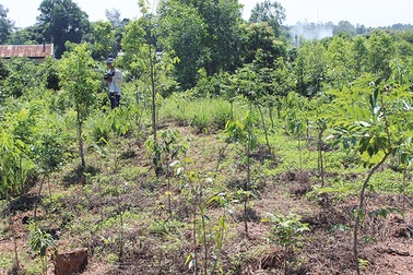 Thành Lồi nhận bằng di tích khảo cổ quốc gia